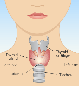 Thyroid Lumps